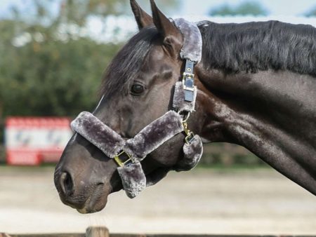 Bucas Halster Show-Line Fur Navy Grijs For Cheap